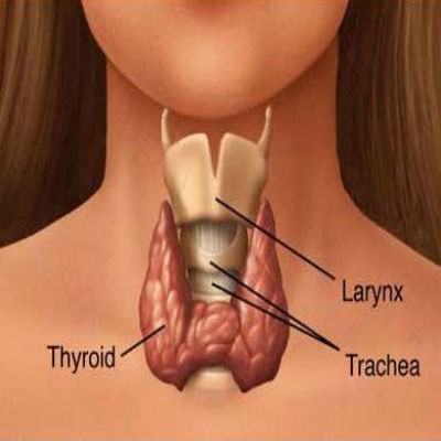 Какво означават резултатите от изследването на щитовидната жлеза