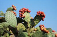 maslo-cactusi