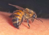 Ужилването от пчели може да предизвика затруднено дишане при алергични хора