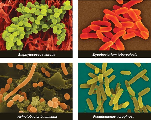 Болестотворни микроорганизми
