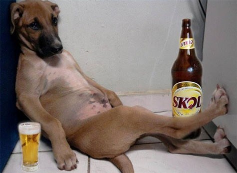 Куче пие бира