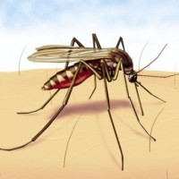 Корен от валериана помага При малария