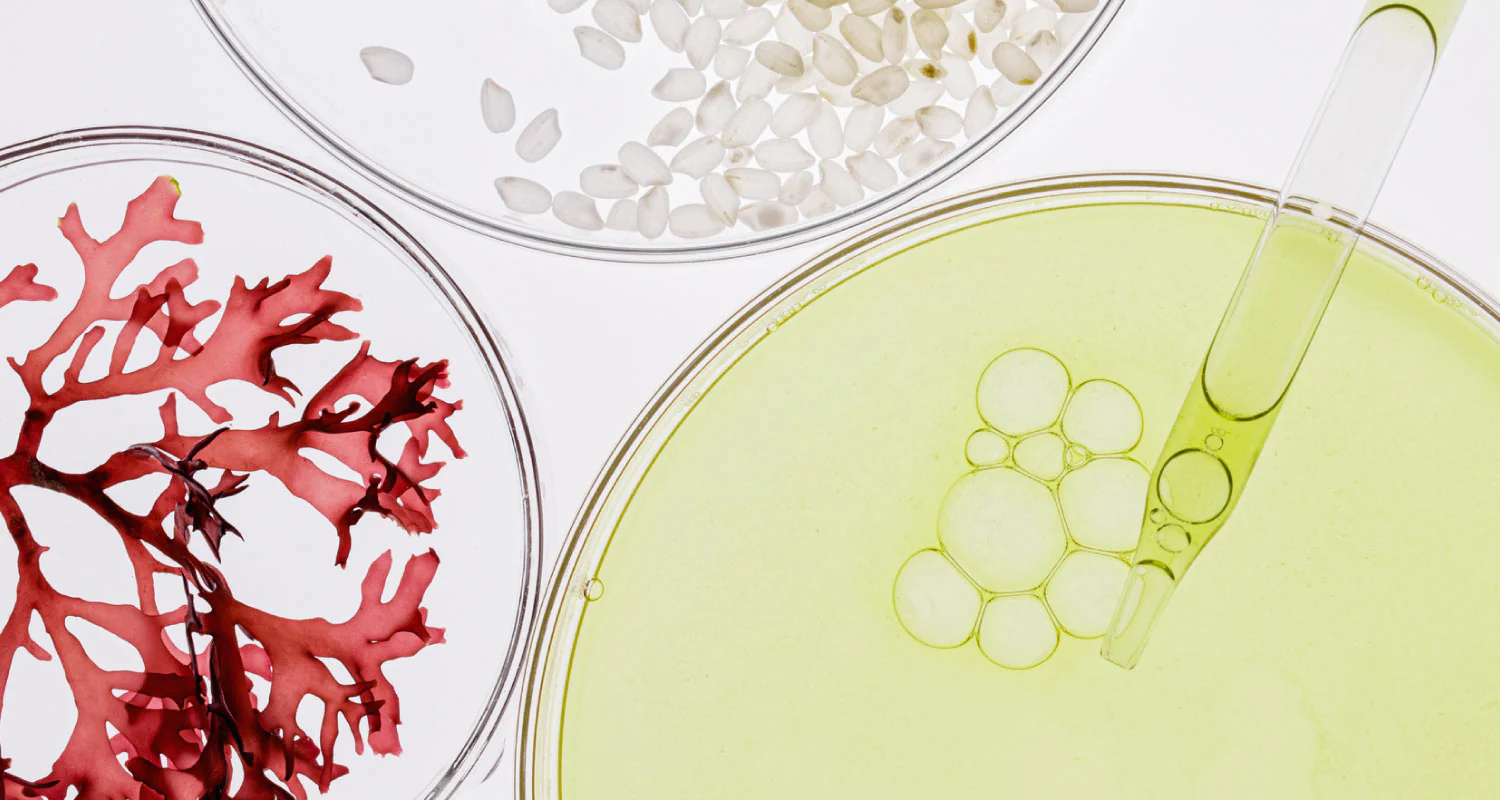 червените морски водорасли