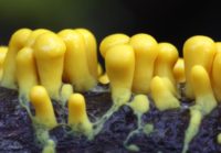 Many-headed Yellow Slime