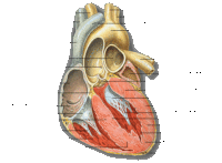 сърце анатомия