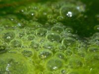 algae_DARPA