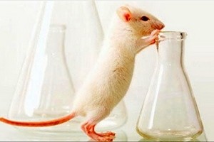 Мишки-аватари помагат в лечението на рак