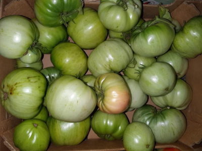 зелени домати