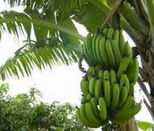Зелените банани