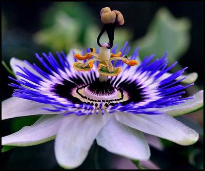Пасифлора - цветето на страстта