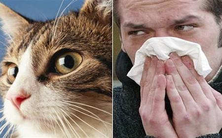 domashen lyubimec alergiya