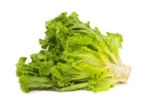 side of head of romaine lettuce