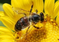 Ако сте алергични към ужилване от пчела или оса, обърнете внимание на някои неща