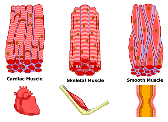 3-vidove muskuli