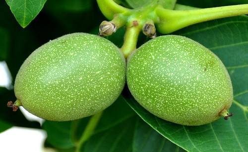 Зелени орехи
