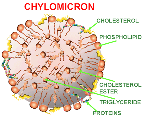 Хиломикрони