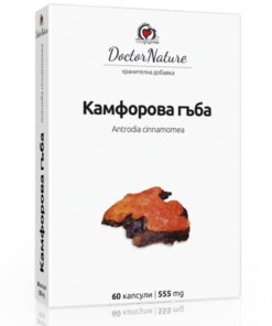 камфорова гъба