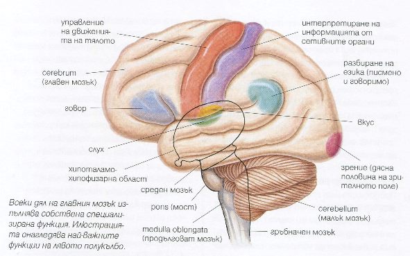 Мозък