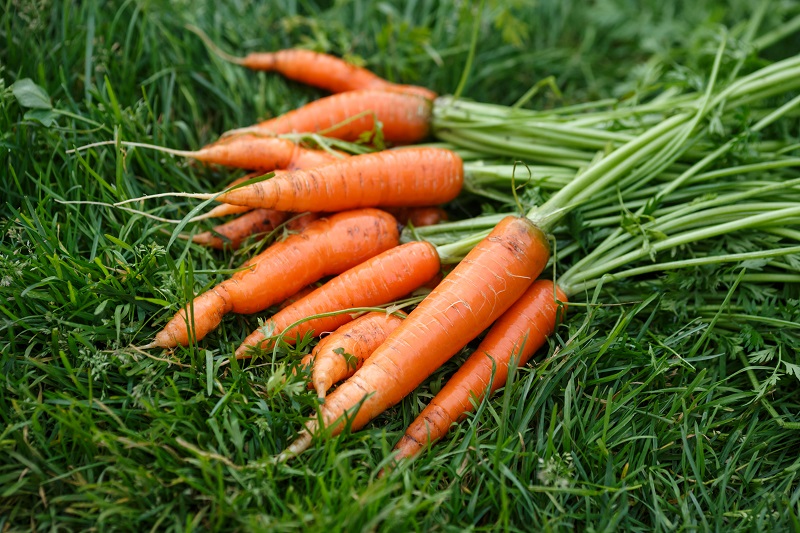 листа от морков