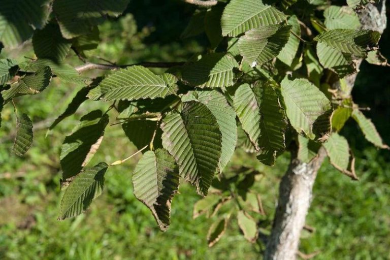 Ето как може да подобрите здравето си, ако редовно прегръщате бреза (и ...