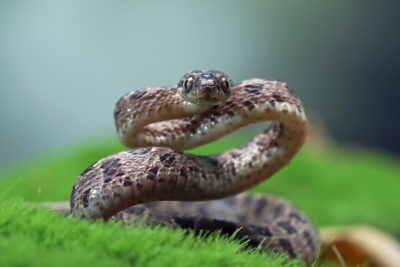 отровна змия отровни змии