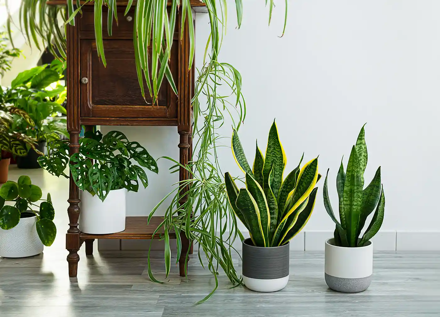 Кихане и плач: Топ 10 на стайни растения-алергени