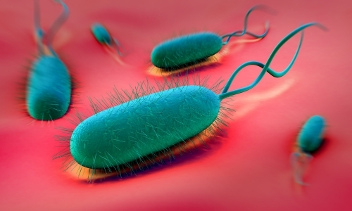 Злонамерена бактерия Helicobacter pylori (допълнена)