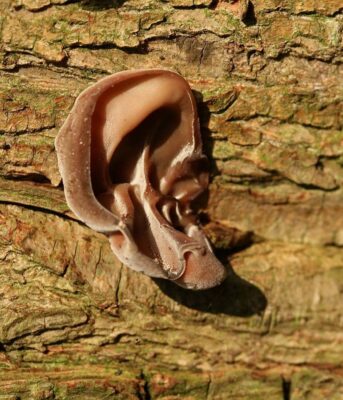 Ухото на Юда