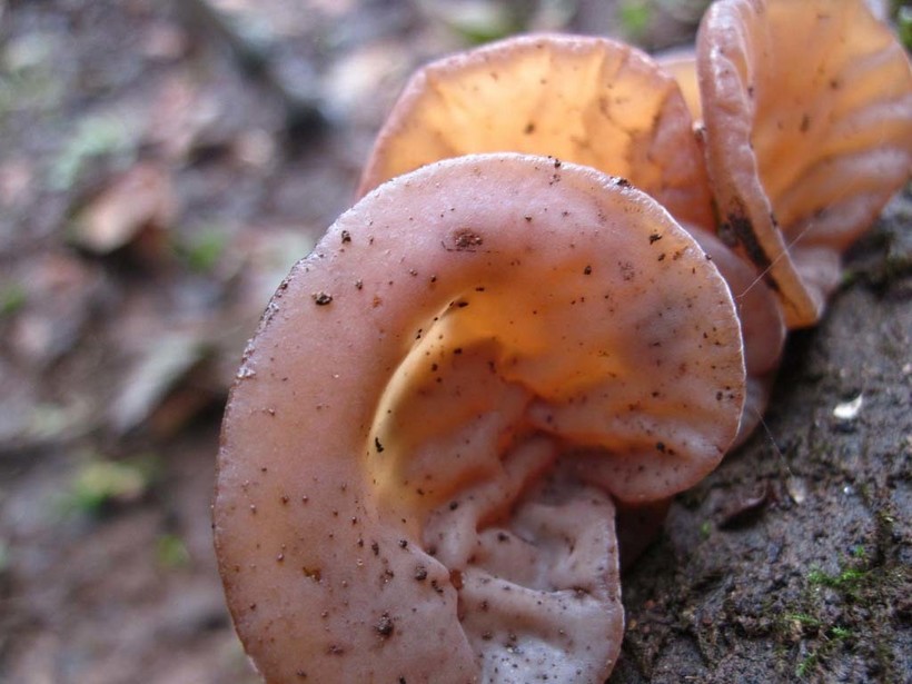 черна дървесна гъба