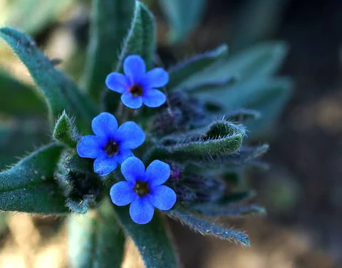 Мазило с Айважива помага при диабетно стъпало, декубитални рани и хемороиди Айважива крем