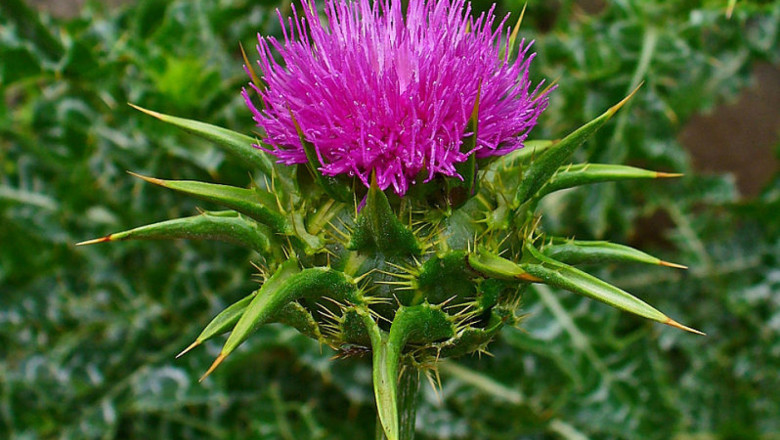 заболявания