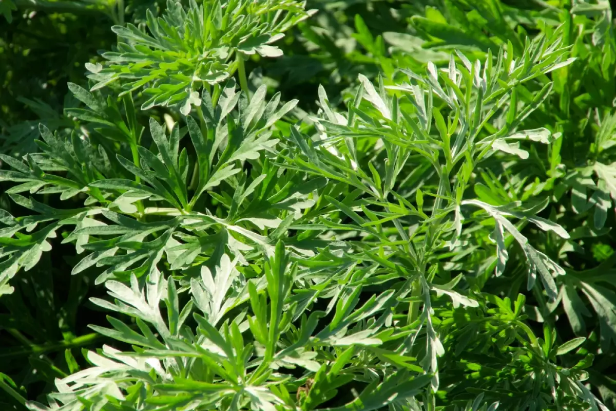 Бабини рецепти при възпален нерв, мехлем за възпален нерв възпален нерв пелин