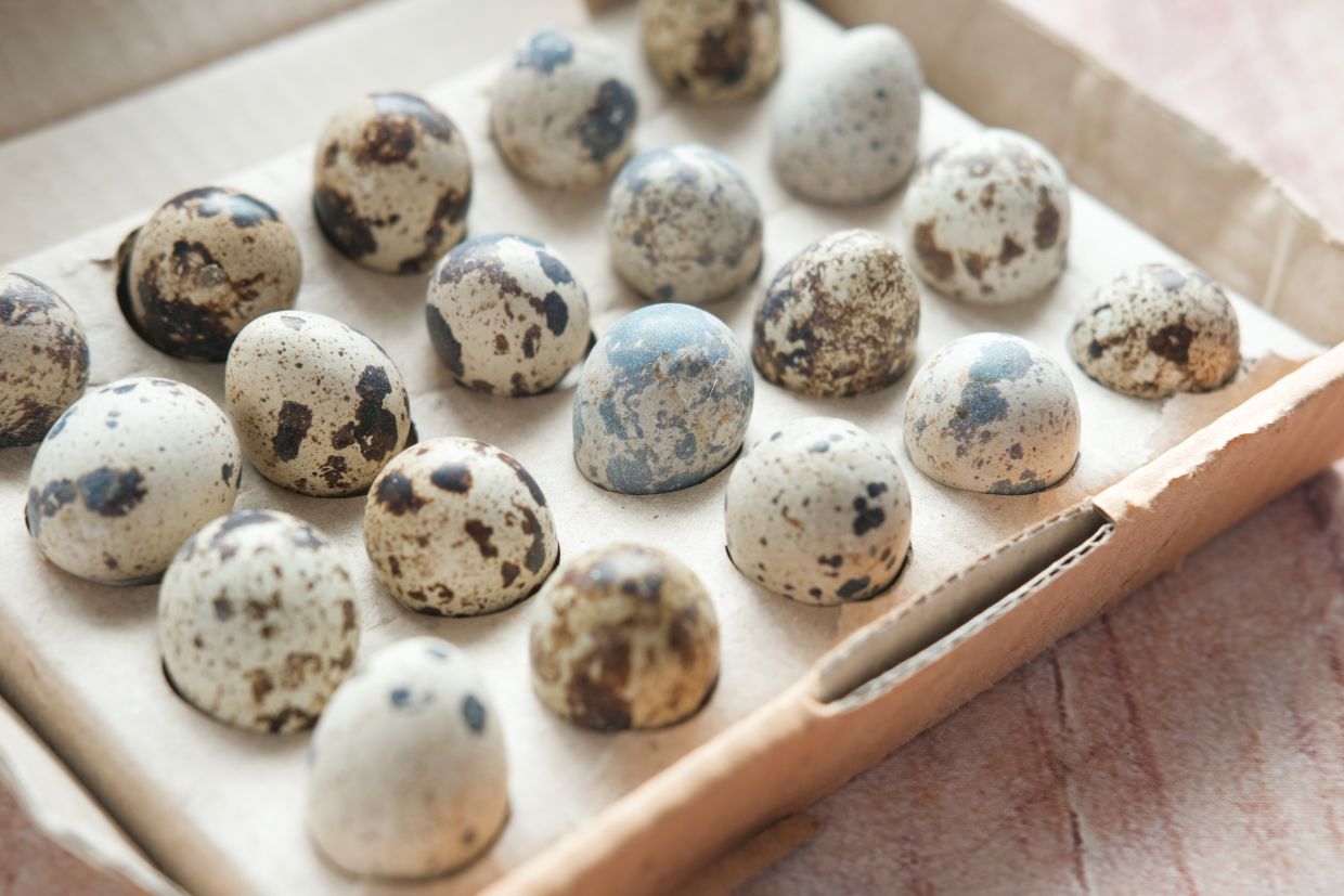 пъдпъдъчите яйца