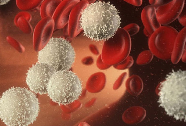 бели кръвни телца