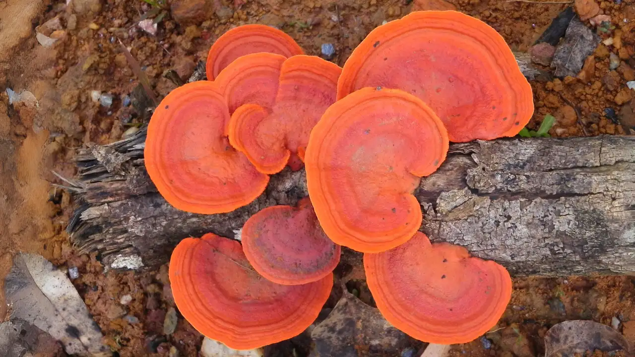 Камфоровата гъба е по-силна в борбата с рака, за разлика от амигдалина Antrodia cinnamomea