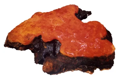 камфоровата гъба