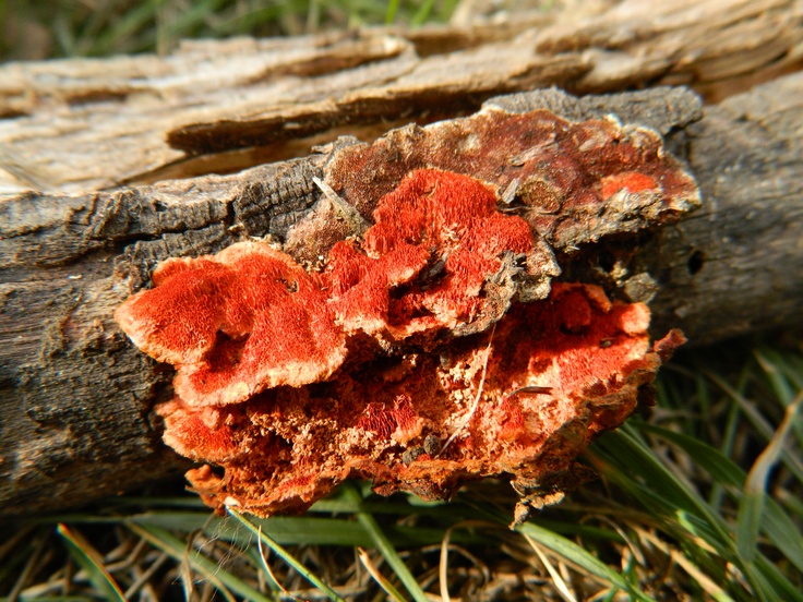 Защо източната медицина гледа на имунитета различно и каква е ролята на камфоровата гъба Antrodia cinnamomea