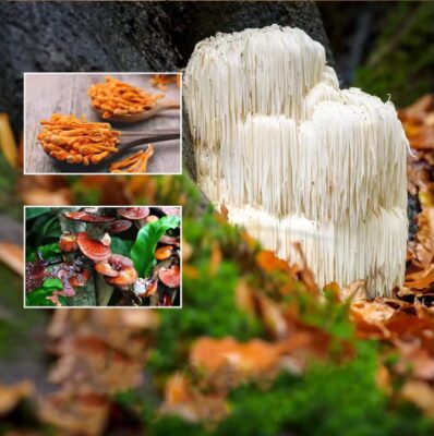 Лъвска грива